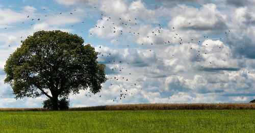 Birds flying by tree over grassy field against cloudy sky