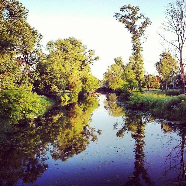 tree, reflection, water, tranquility, tranquil scene, lake, clear sky, scenics, beauty in nature, growth, nature, standing water, waterfront, green color, pond, sky, idyllic, day, calm, outdoors