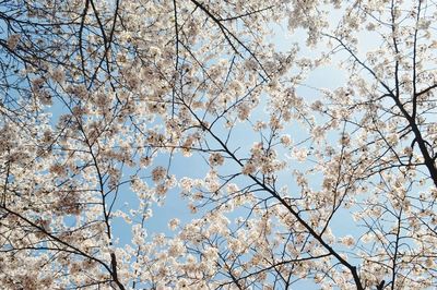 Low angle view of flower tree against sky