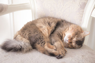 Close-up of cat sleeping at home