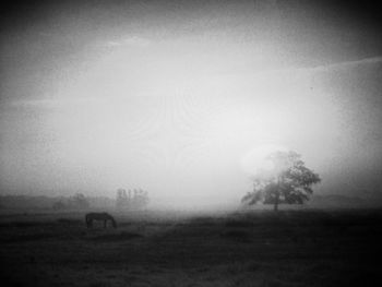 View of field in foggy weather