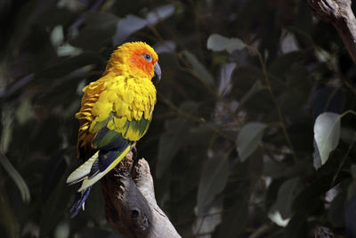 Close-up of parrot perching on yellow flower