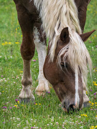 Horse grazing in field