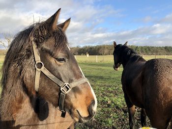 Horses in ranch against sky