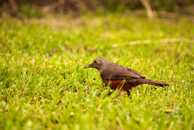 Bird perching on grass