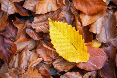 Full frame shot of dry leaves