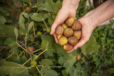 Directly above shot of cropped holding fresh figs