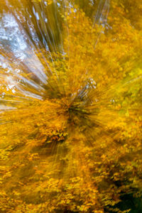 Trees in autumn