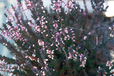 Clusters of small pink flower buds shot close up on deep green spike branches in spring