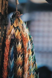 Close-up of multi colored leaves