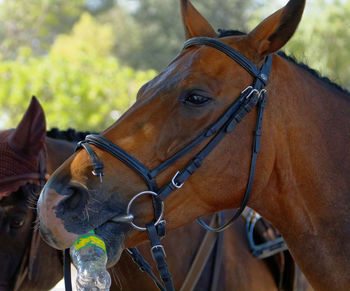 Close-up of horse