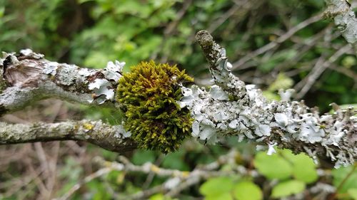 Close-up of bee on branch
