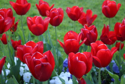 Close-up of red tulips in bloom