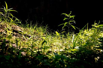 Close-up of plants growing on land