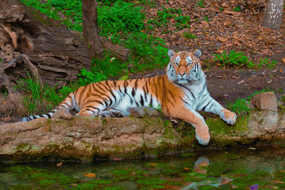 Tiger in the lake, resting on the beach