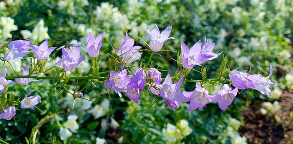 Close-up of purple flowering plants