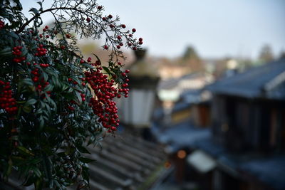 Close-up of berries growing on tree