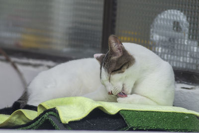 Close-up of a cat resting