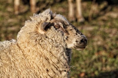 Close-up of sheep