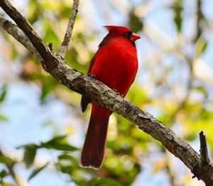 Low angle view of bird perching on tree