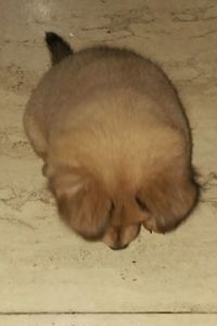 Close-up of dog sleeping on sand