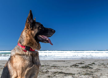 Dog on beach