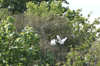 White swan on plants against trees