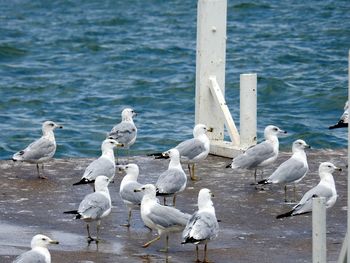 Seagulls on lake