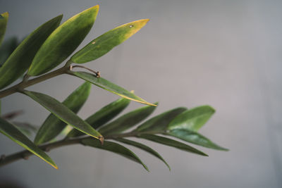 Close-up of green leaves on plant