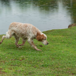 View of a dog running in water