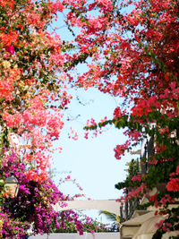 Pink flowers blooming on tree