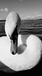 Close-up of swan in water