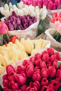 Close-up of multi colored roses in market for sale