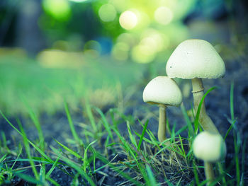 Close-up of mushroom growing on field