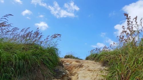 Scenic view of landscape against blue sky