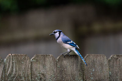 Close-up of bird perching on wooden post