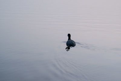 Duck swimming in lake