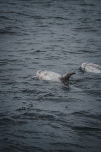 Turtle swimming in sea