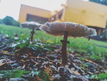 Close-up of mushroom growing on field