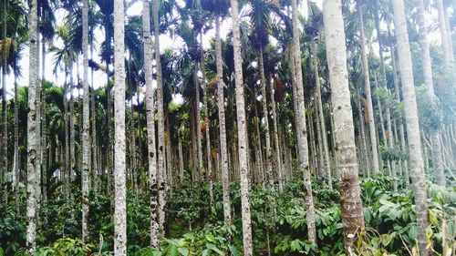 Bamboo trees in forest