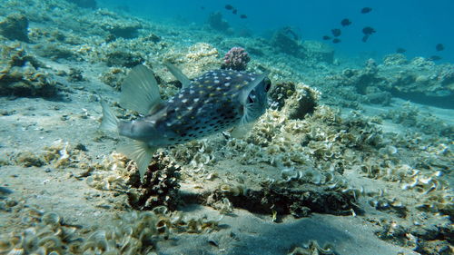 Close-up of fish swimming in sea