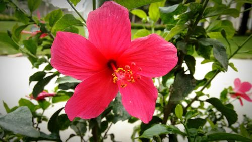 Close-up of pink flower blooming outdoors