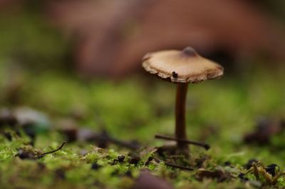 Close-up of mushroom growing on field