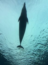 Fish swimming in sea