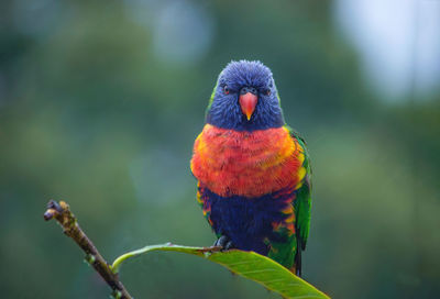 Close-up of parrot perching on branch