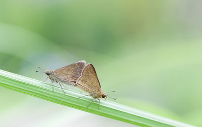 Close-up of butterfly on leaf