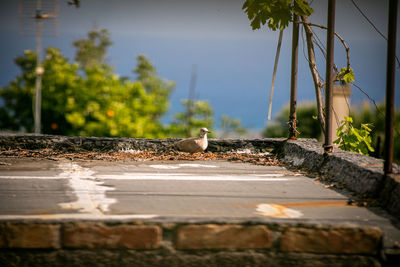 Close-up of bird perching on retaining wall