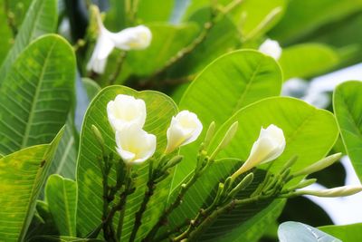 Close-up of white flowering plant leaves