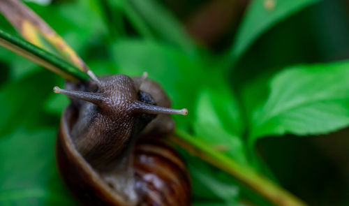 Close-up of snail on plant