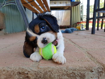 Close-up of dog with ball on sand